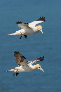 Gannets flying