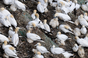 Gannets with chicks