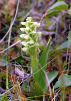 Northern green orchid 