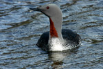 Red Throated Diver  