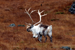 Reindeer in SE Iceland 