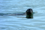 Seal swimming in Jökulsárlón 