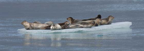 Seals basking at Jökulsárlón