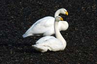Whooper swans 