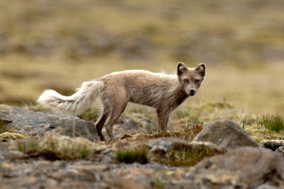 sArctic fox AN06-07-02